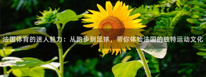 三亿体育网：法国体育的迷人魅力：从跑步到足球，带你体验法国的独特运动文化